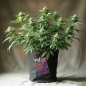 Preview: Fabric Grow Pot Living Soil organic